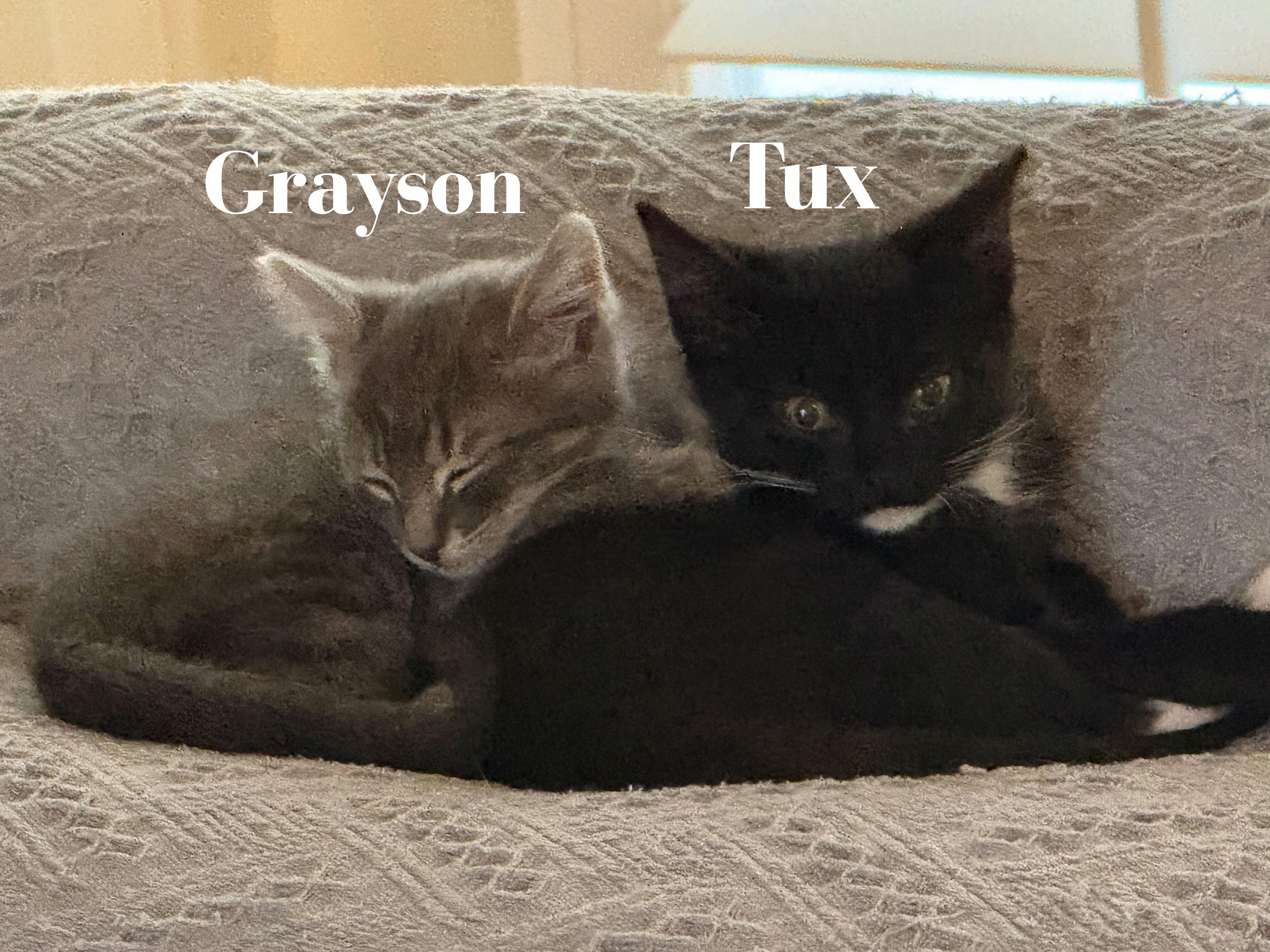 Tux, a Adoptable Domestic Short Hair in Naples, FL image 3/5