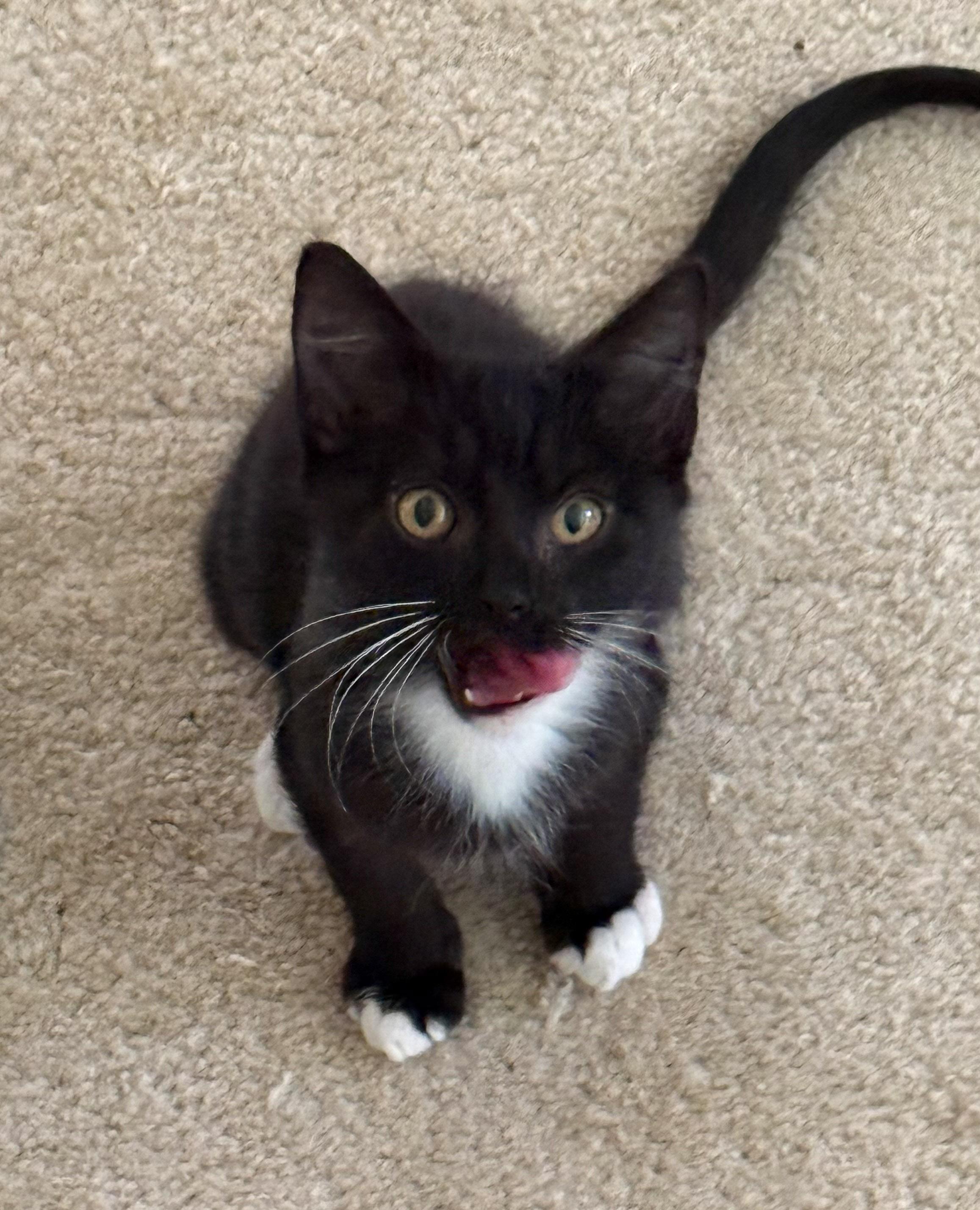 Tux, a Adoptable Domestic Short Hair in Naples, FL image 1/5