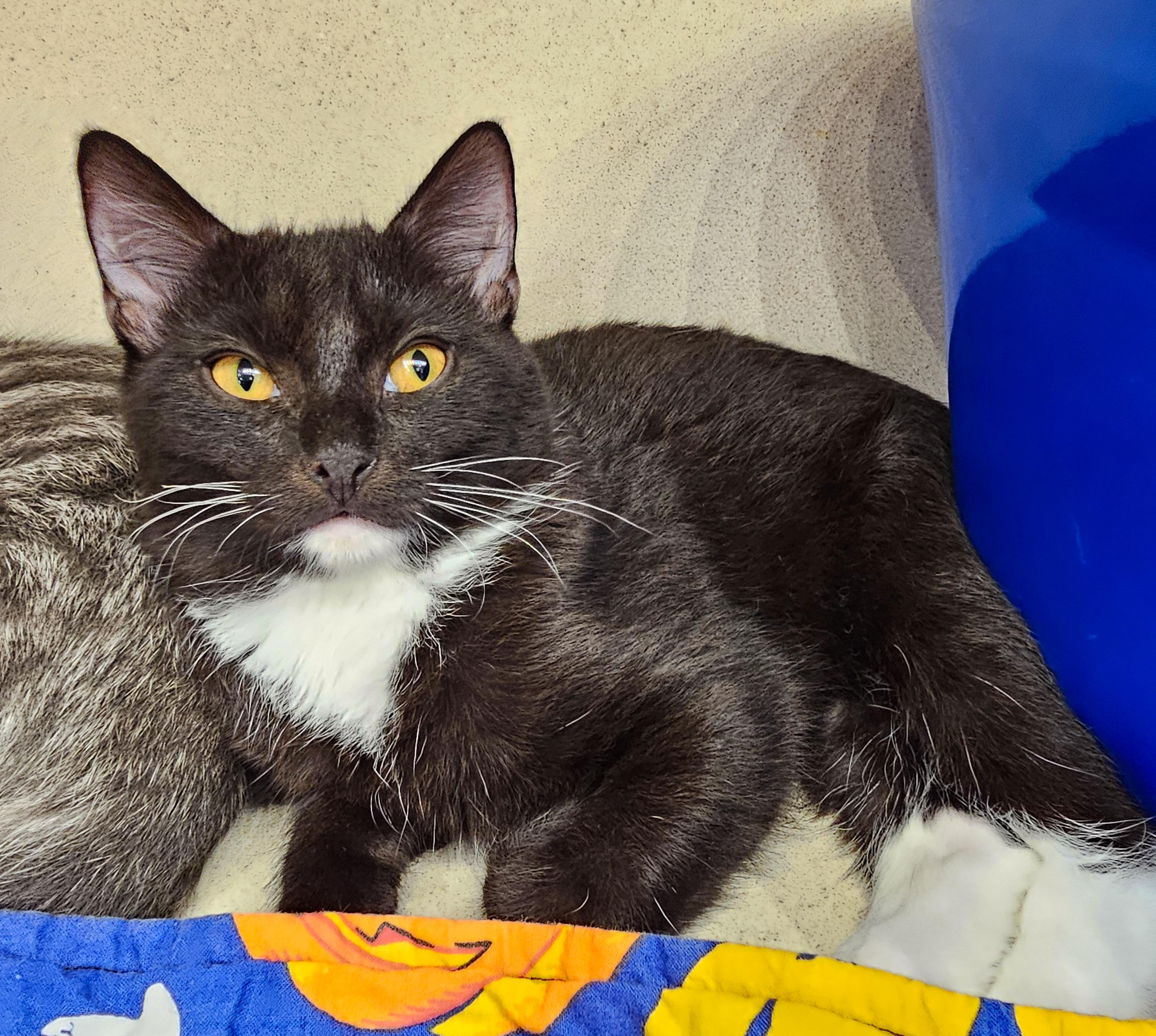 Tux, Adoptable, Young Male Domestic Short Hair.