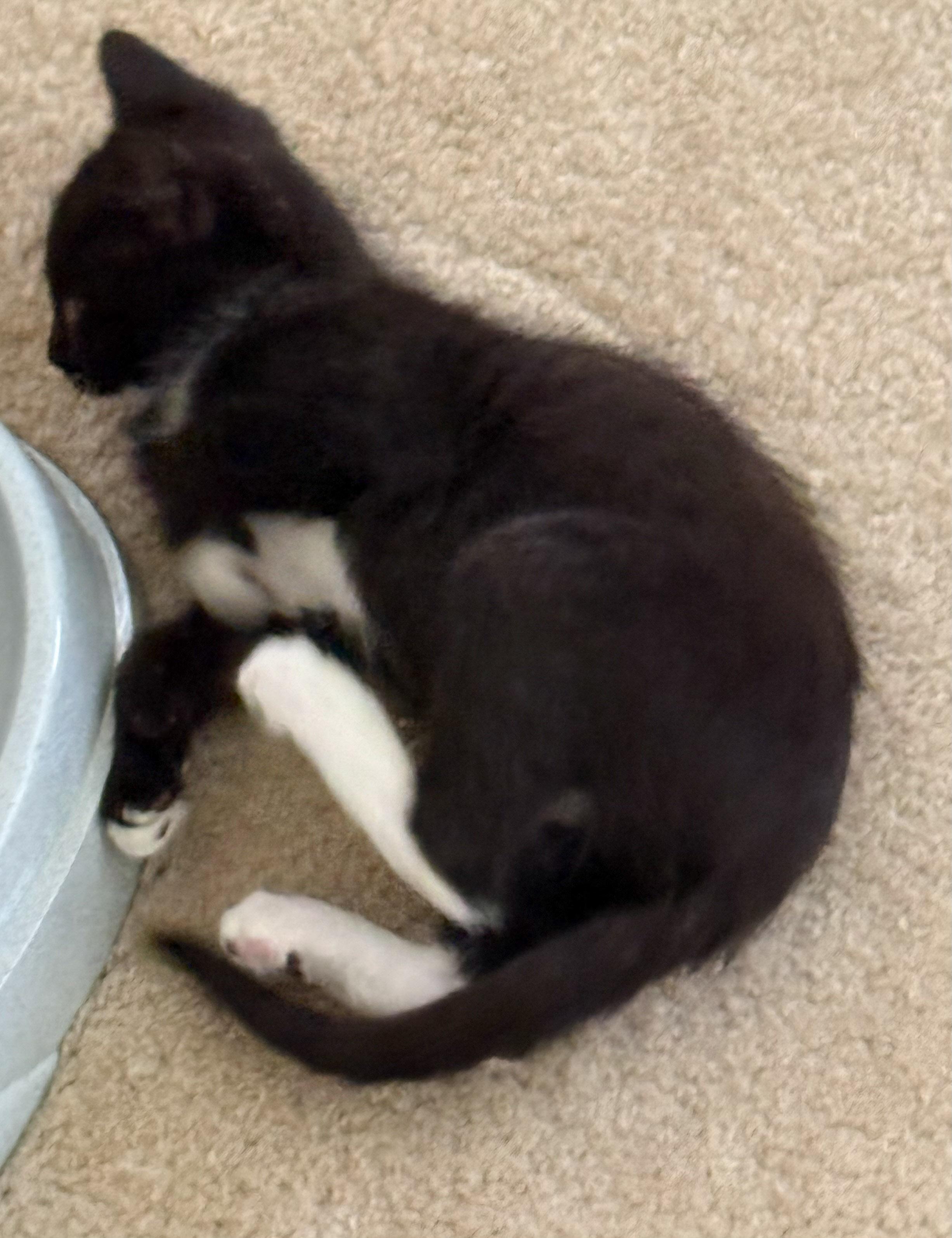 Tux, a Adoptable Domestic Short Hair in Naples, FL image 2/5