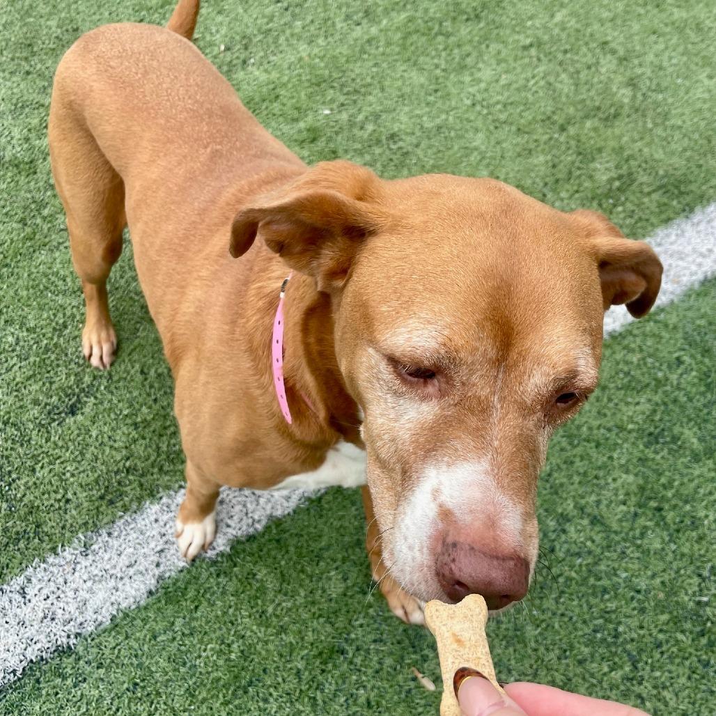 Molly, Adoptable, Adult Female Mixed Breed.