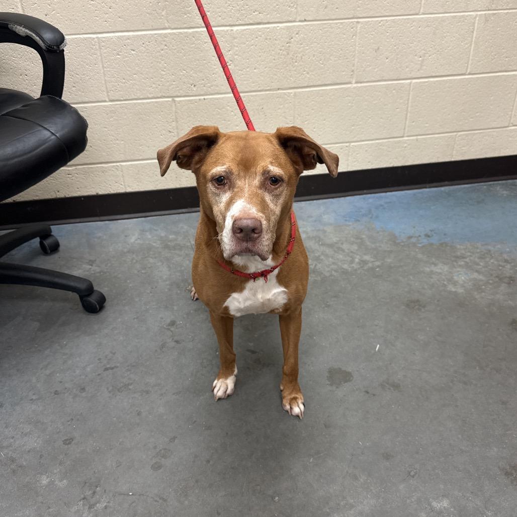 Enlarge Molly, a Adoptable Mixed Breed in Gainesville, GA image 2/6