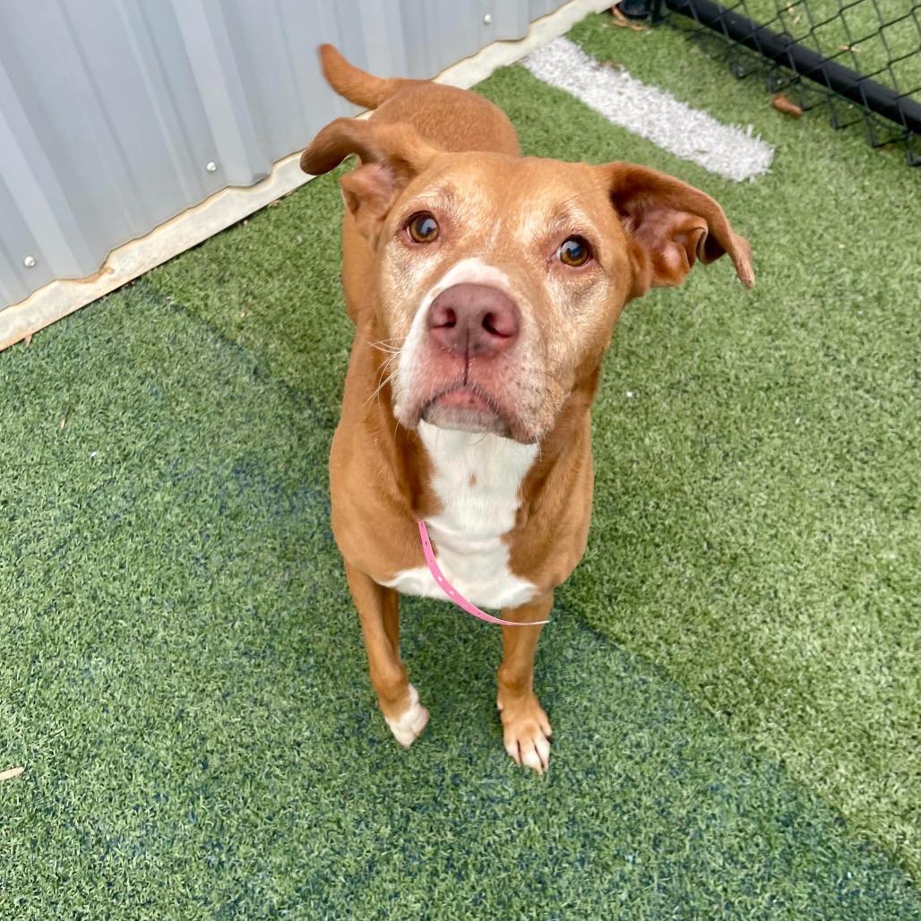 Enlarge Molly, a Adoptable Mixed Breed in Gainesville, GA image 3/6