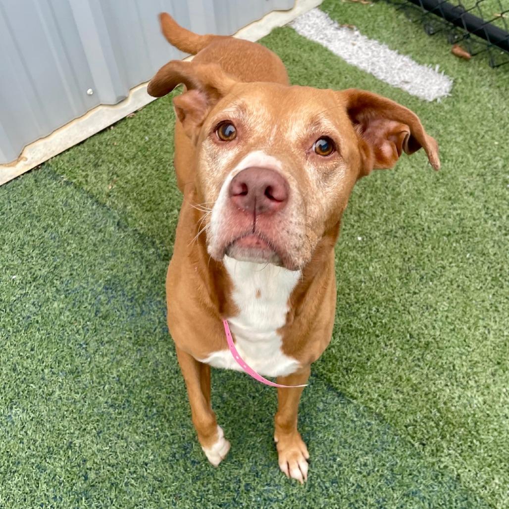 Enlarge Molly, a Adoptable Mixed Breed in Gainesville, GA image 4/6