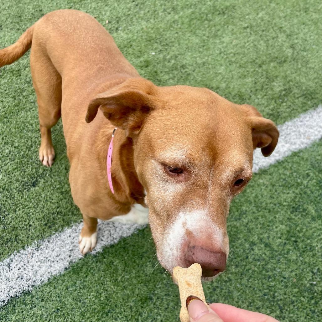 Enlarge Molly, a Adoptable Mixed Breed in Gainesville, GA image 5/6