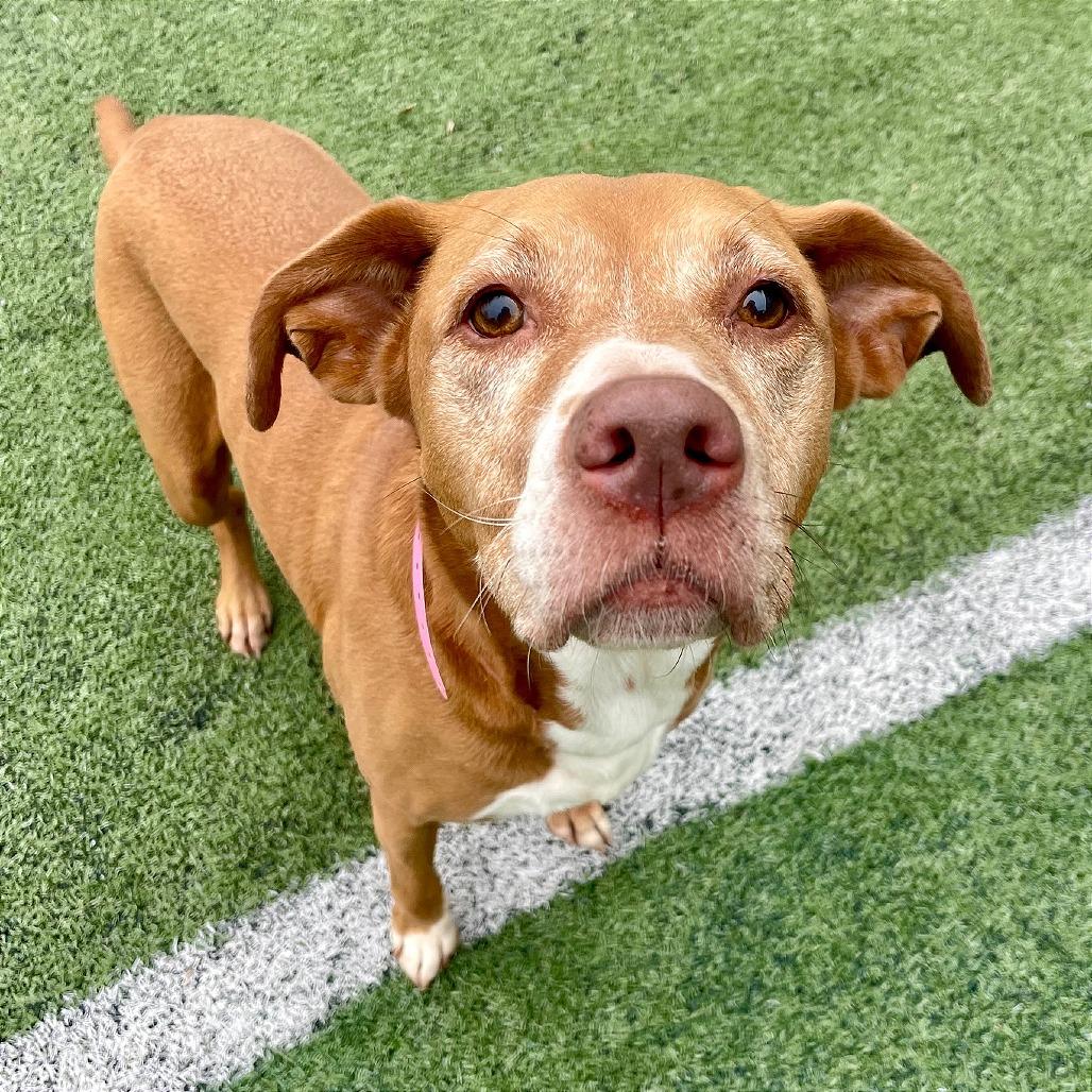Enlarge Molly, a Adoptable Mixed Breed in Gainesville, GA image 6/6
