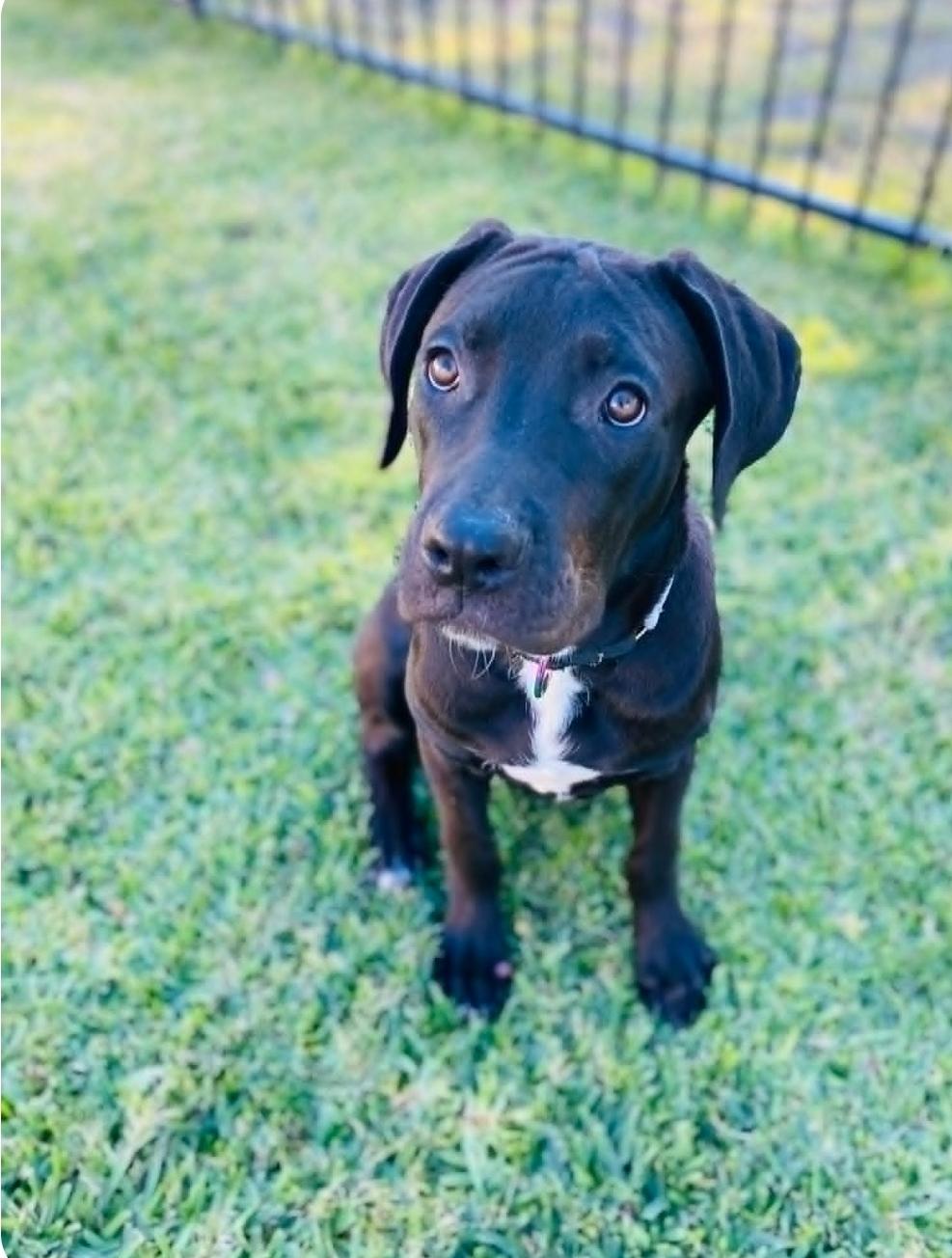Enlarge Hans, a Adoptable mixed breed in McHenry, IL image 1/6
