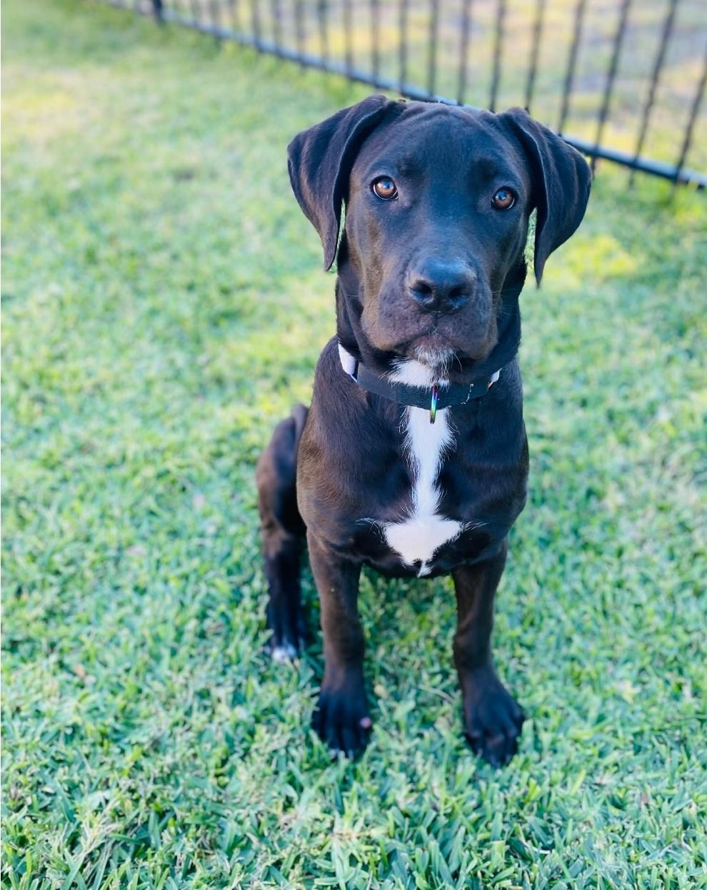 Enlarge Hans, a Adoptable mixed breed in McHenry, IL image 3/6