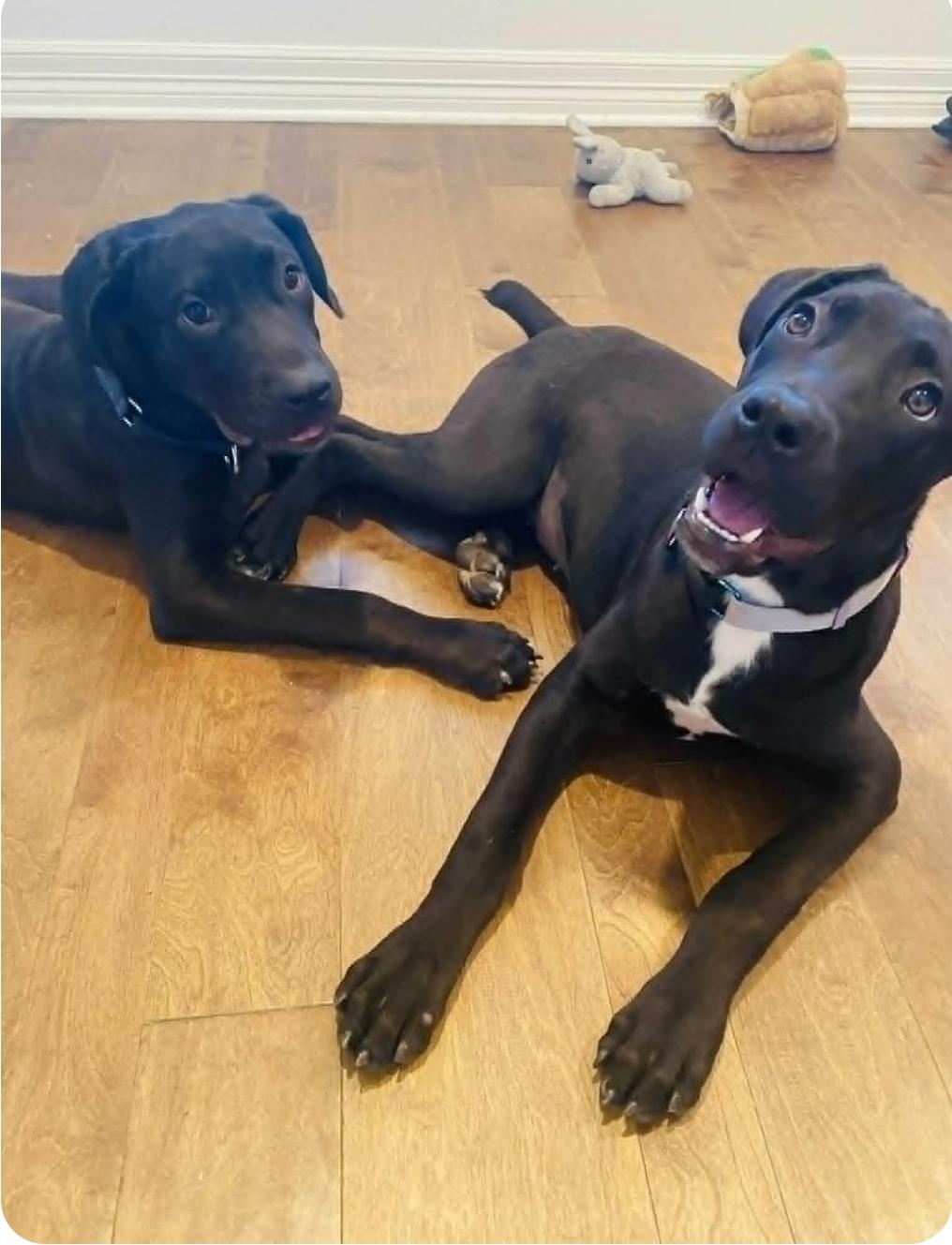 Enlarge Hans, a Adoptable mixed breed in McHenry, IL image 5/6