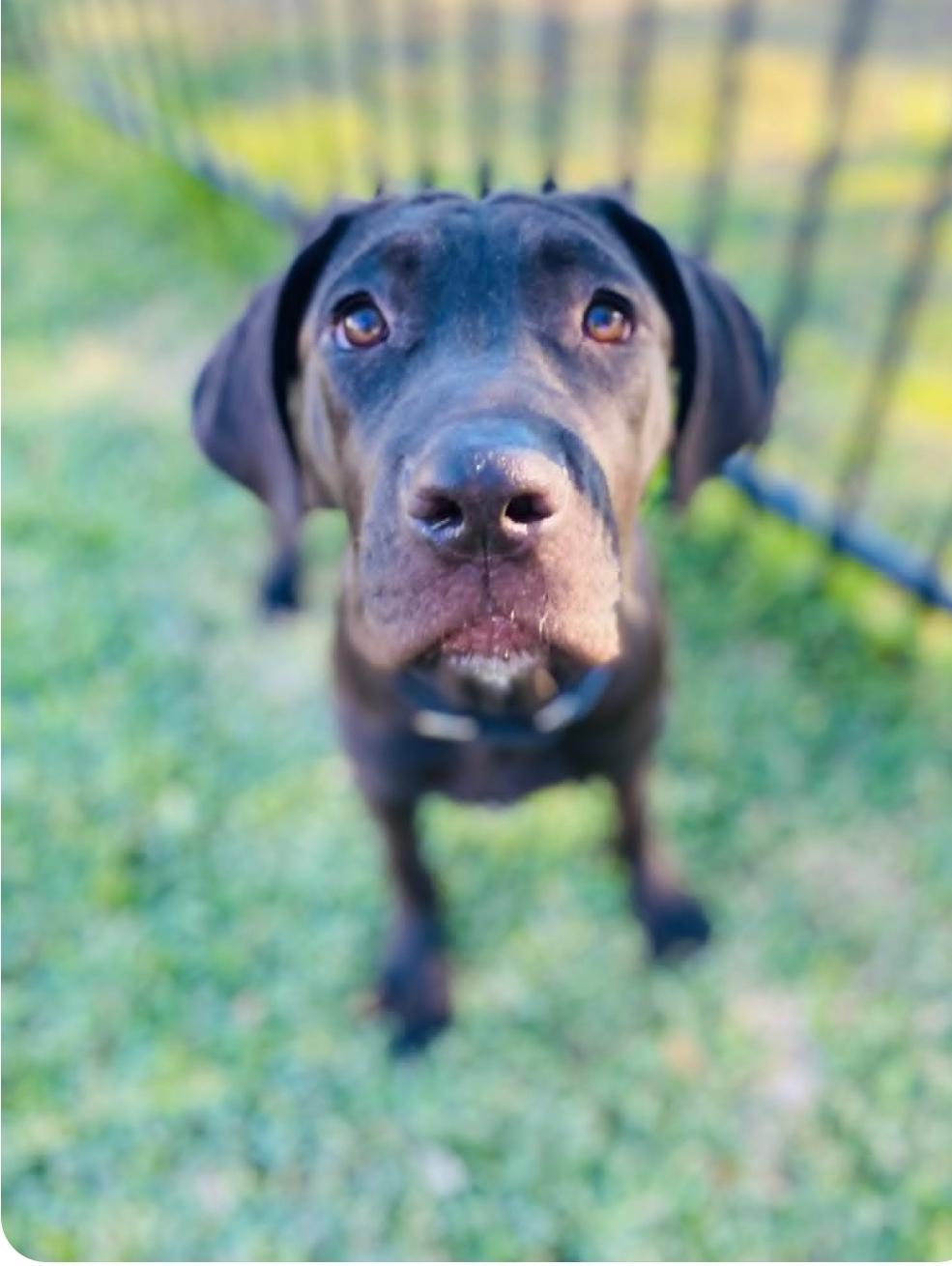 Enlarge Hans, a Adoptable mixed breed in McHenry, IL image 6/6