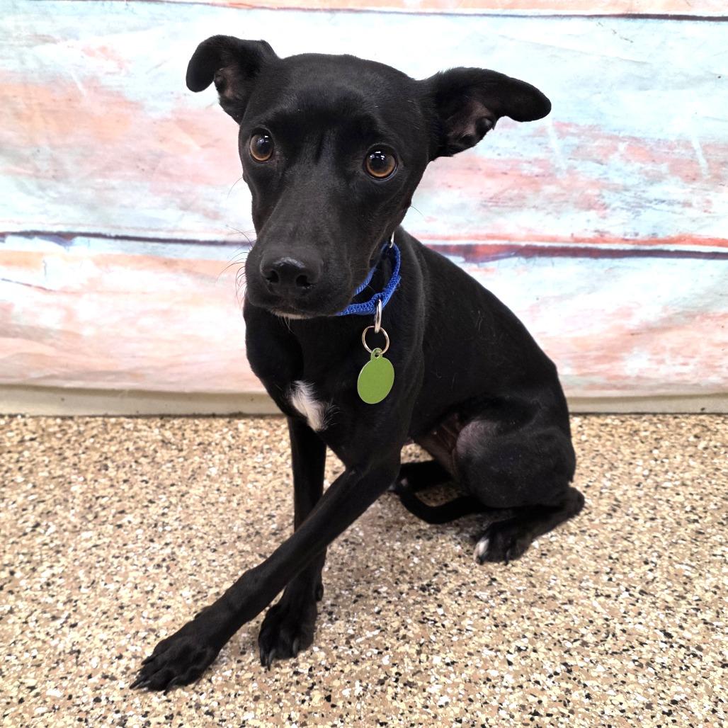 Angel, a Adoptable mixed breed in Cheyenne, WY image 1/3