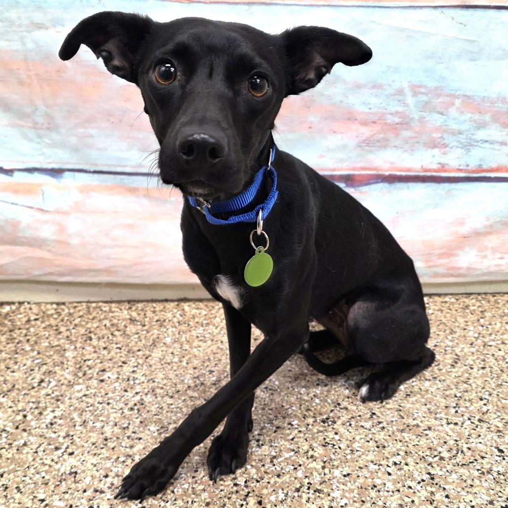 Angel, a Adoptable mixed breed in Cheyenne, WY image 2/3