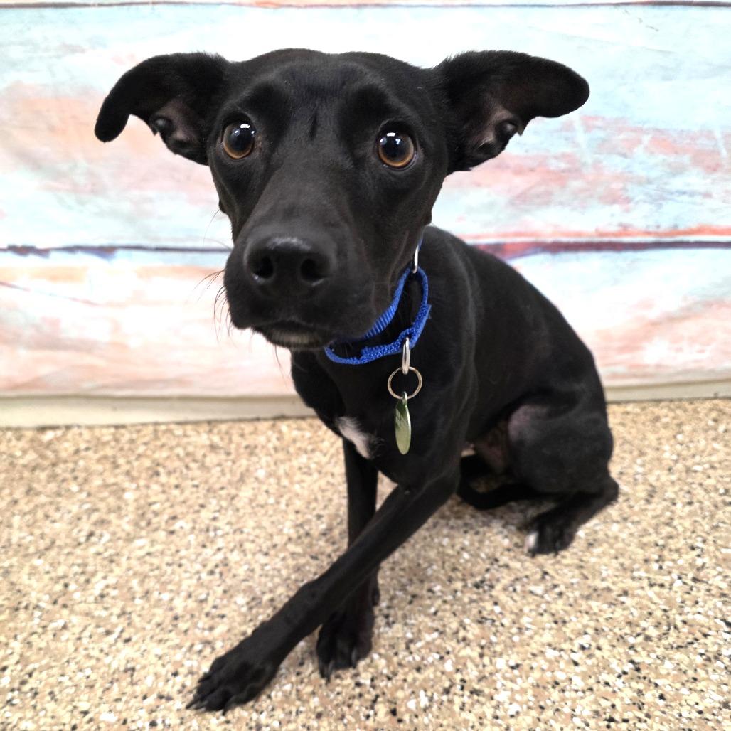 Angel, a Adoptable mixed breed in Cheyenne, WY image 3/3