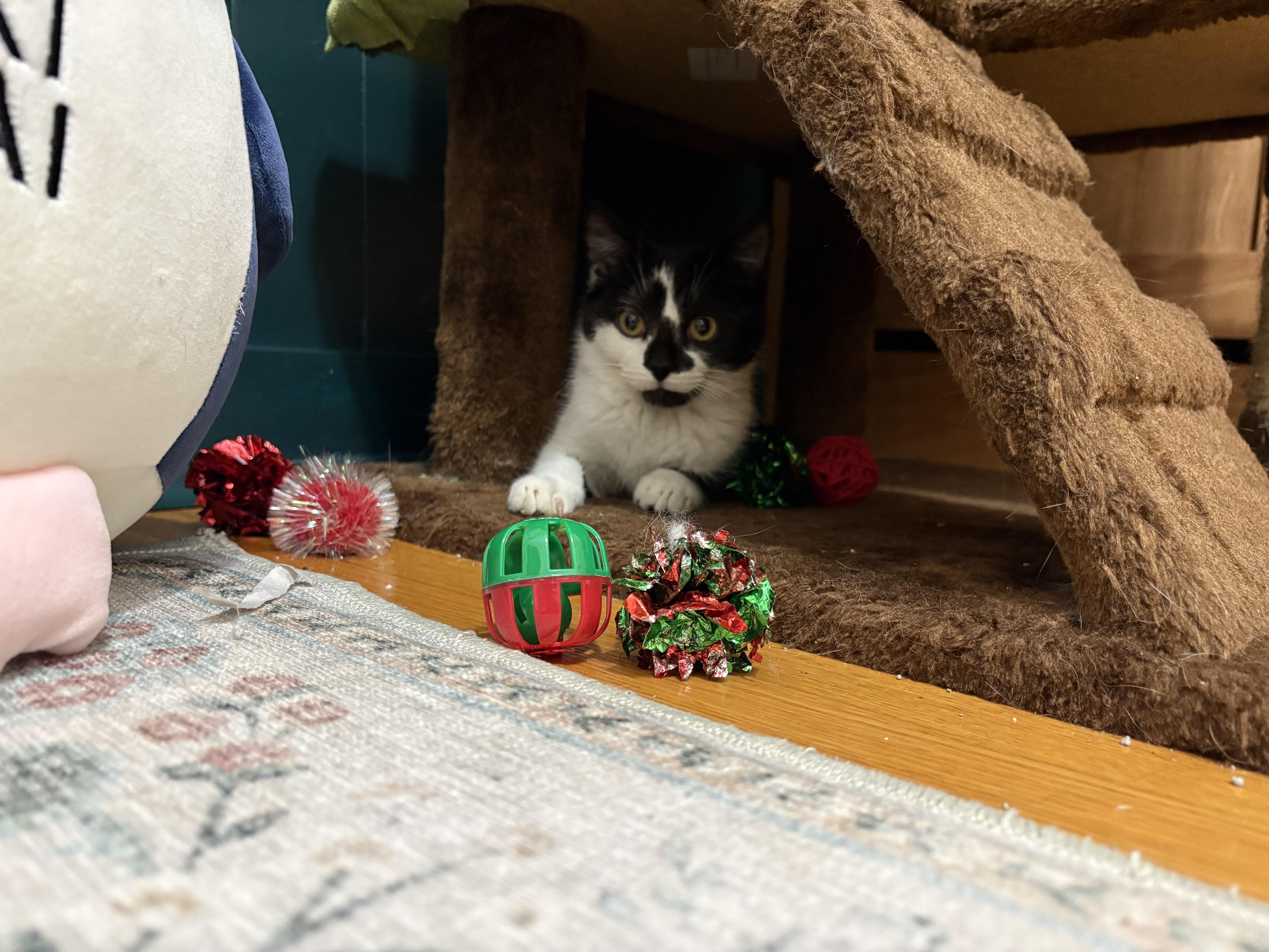 Enlarge Bernard, a ADOPTABLE Domestic Short Hair in Minneapolis, MN image 5/6