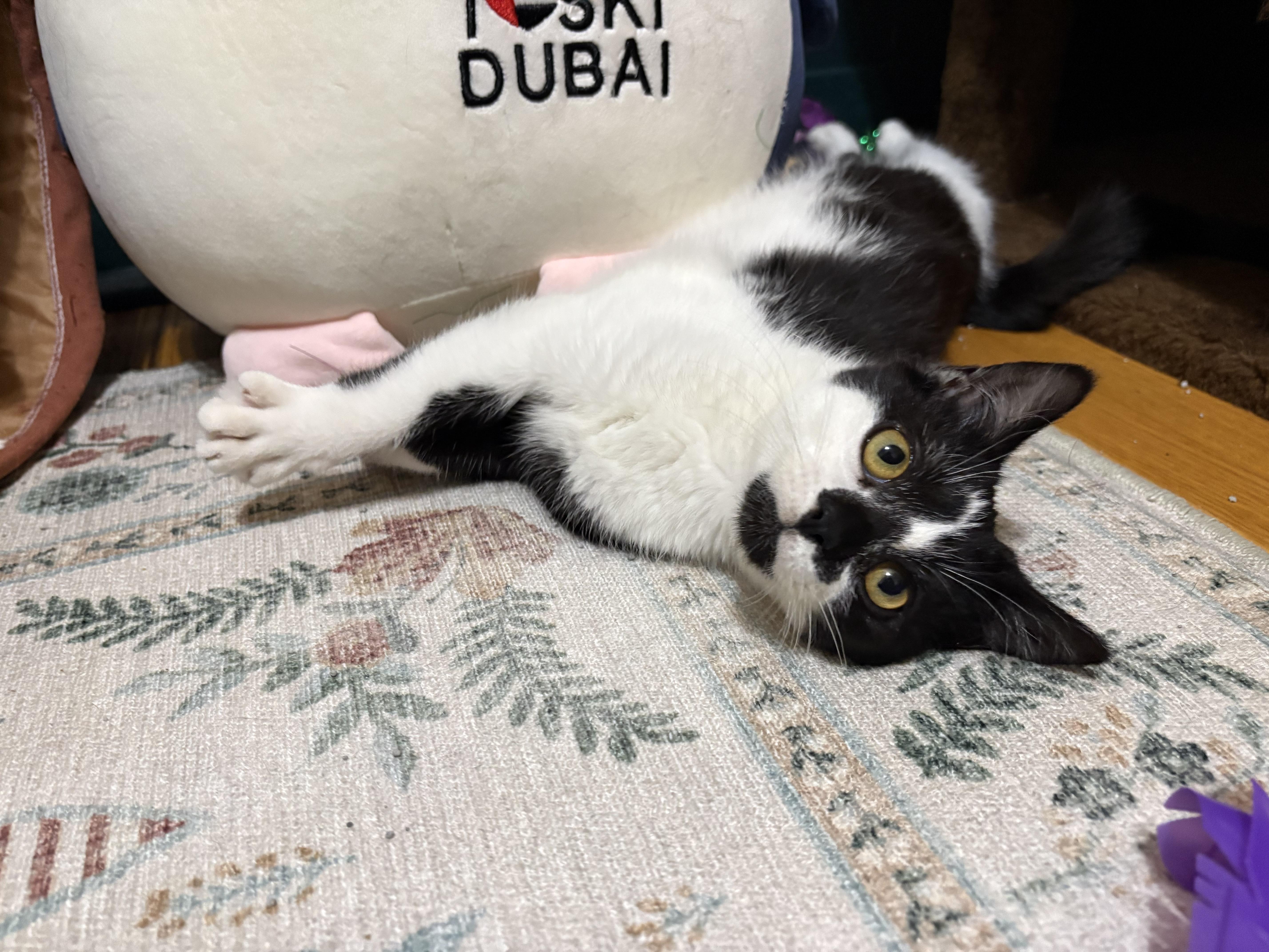 Enlarge Bernard, a ADOPTABLE Domestic Short Hair in Minneapolis, MN image 6/6