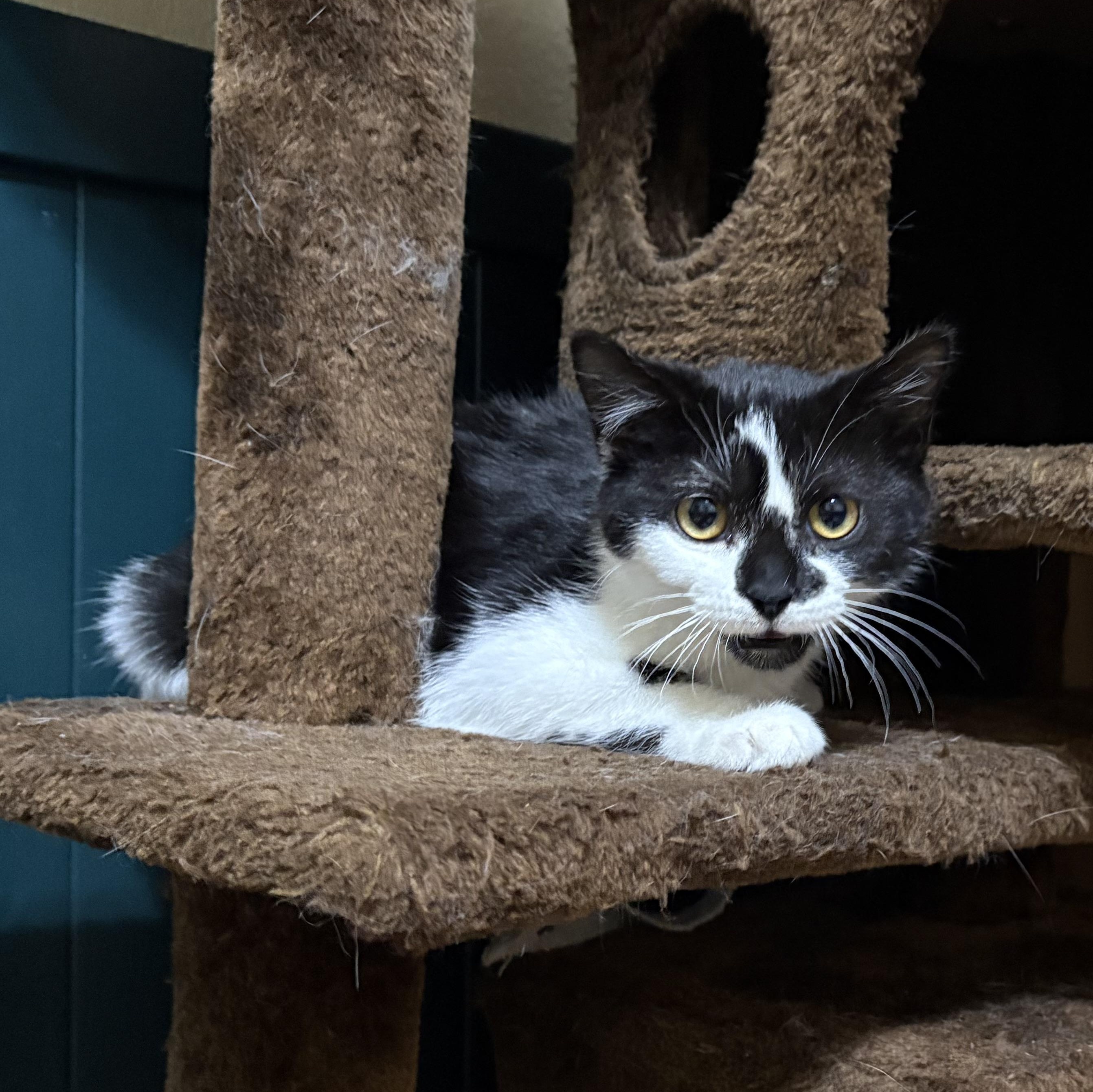 Bernard, ADOPTABLE, Kitten Male Domestic Short Hair.