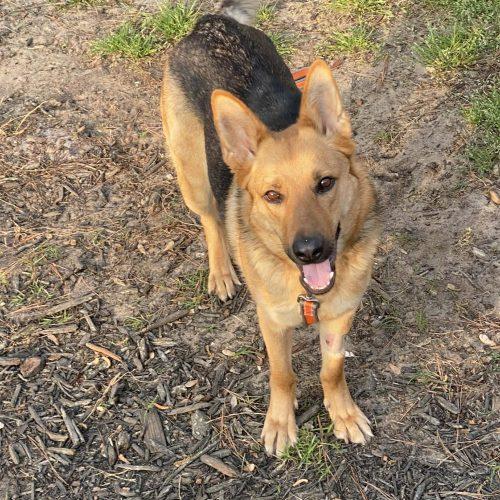 Honey, a Adoptable German Shepherd Dog in Raleigh, NC image 1/3