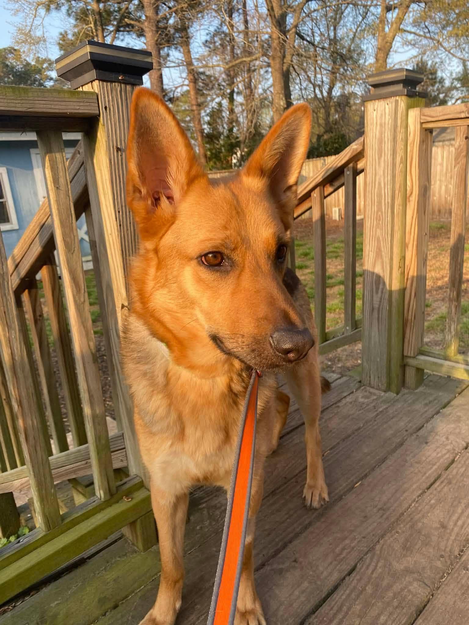 Honey, a Adoptable German Shepherd Dog in Raleigh, NC image 2/3