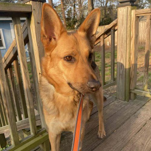 Honey, a Adoptable German Shepherd Dog in Raleigh, NC image 3/3