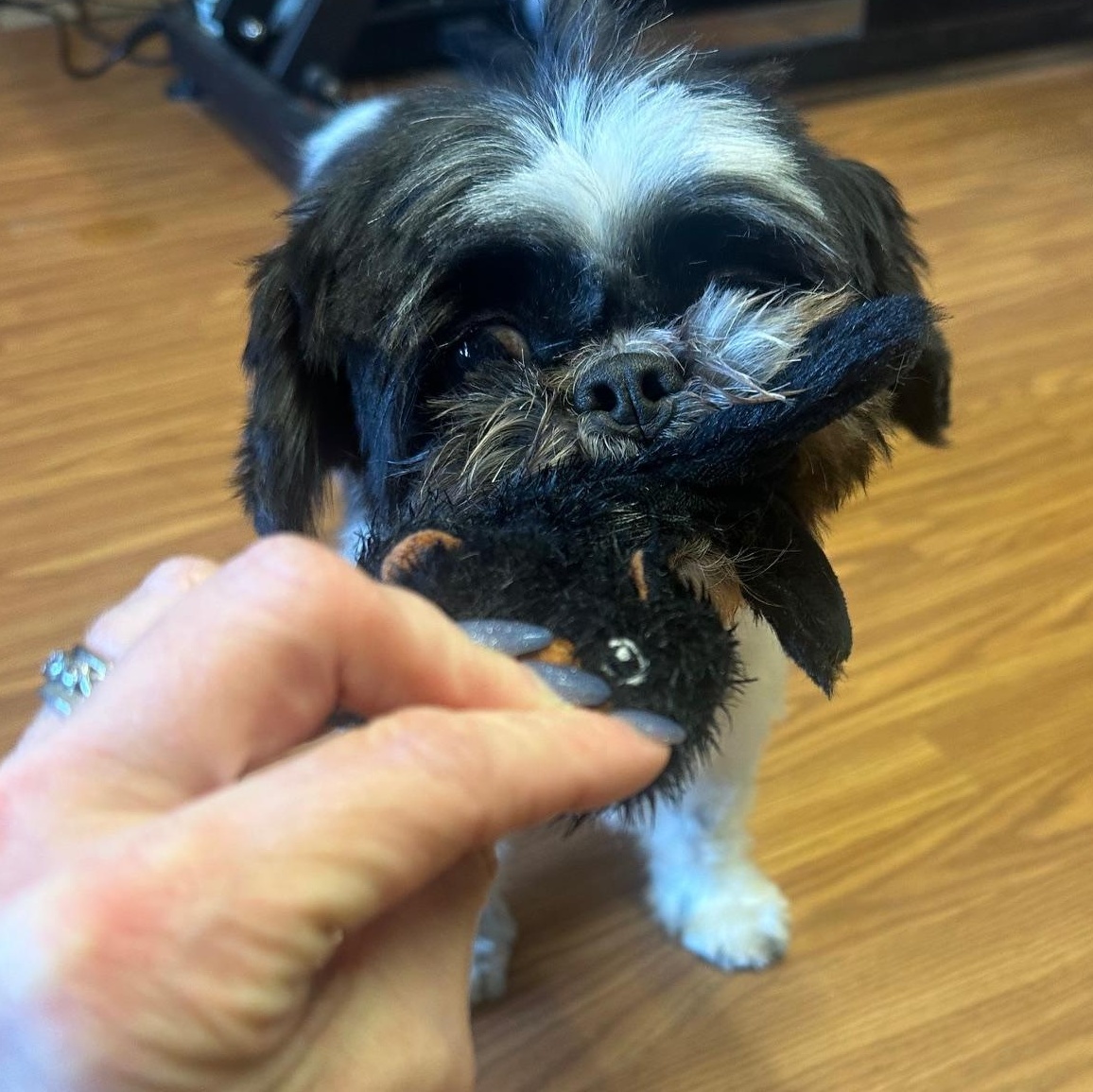 Enlarge Drake , a ADOPTABLE Shih Tzu in Chester, SC image 4/5