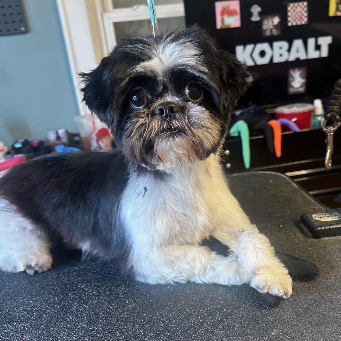 Enlarge Drake , a ADOPTABLE Shih Tzu in Chester, SC image 1/5