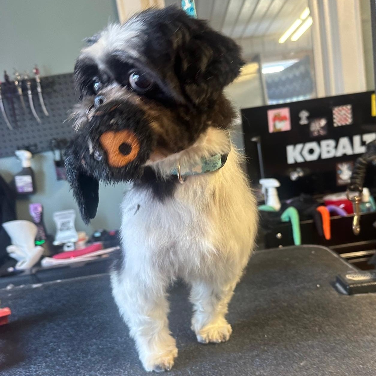 Enlarge Drake , a ADOPTABLE Shih Tzu in Chester, SC image 2/5