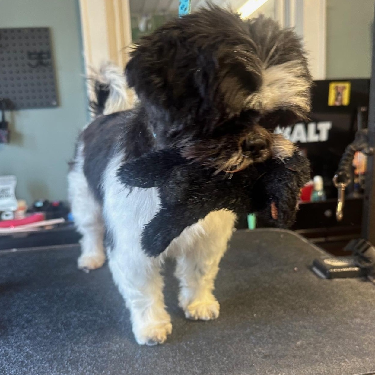 Enlarge Drake , a ADOPTABLE Shih Tzu in Chester, SC image 3/5