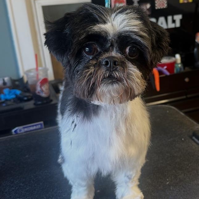Enlarge Drake , a ADOPTABLE Shih Tzu in Chester, SC image 5/5