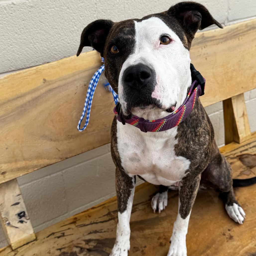Caddie, Adoptable, Adult Female Pit Bull Terrier & Mixed Breed.