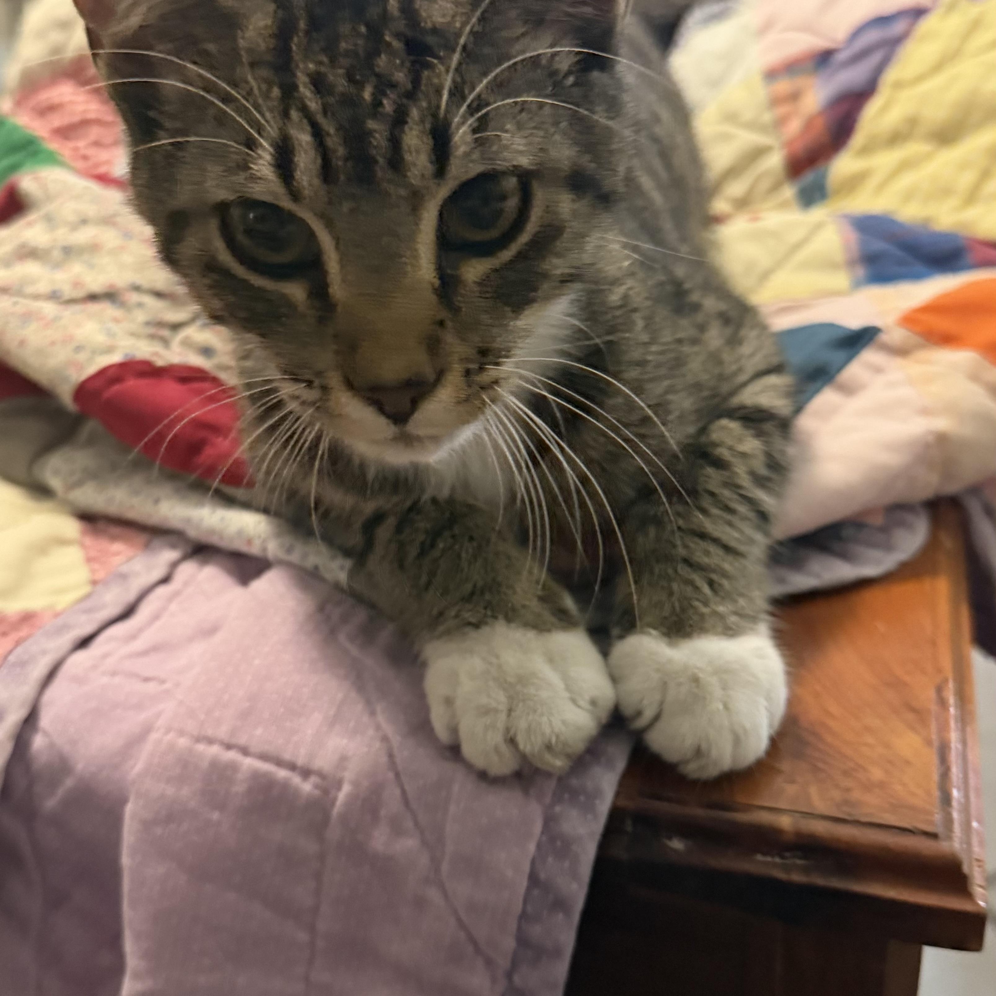 Enlarge Biscuit, a Adoptable Domestic Short Hair in Clinton, NJ image 4/6