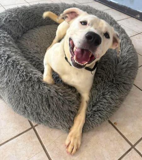 Koba, Adoptable, Young Male Mixed Breed.