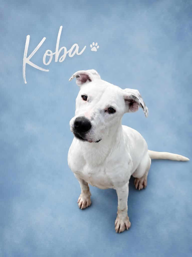 Koba, Adoptable, Young Male Mixed Breed.