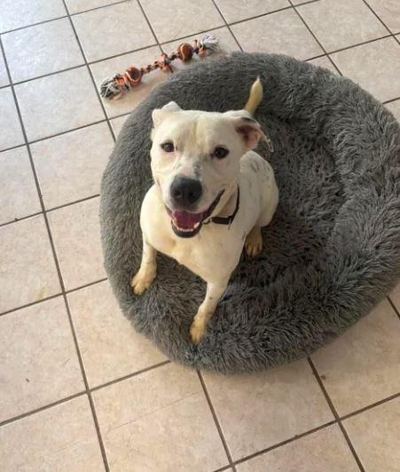 Koba, a Adoptable Mixed Breed in Waverly, NY image 3/6