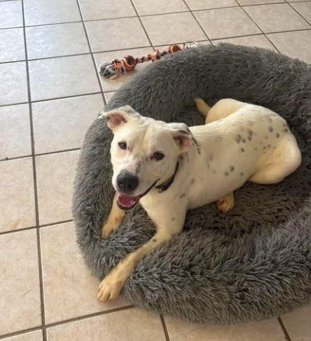 Koba, a Adoptable Mixed Breed in Waverly, NY image 4/6
