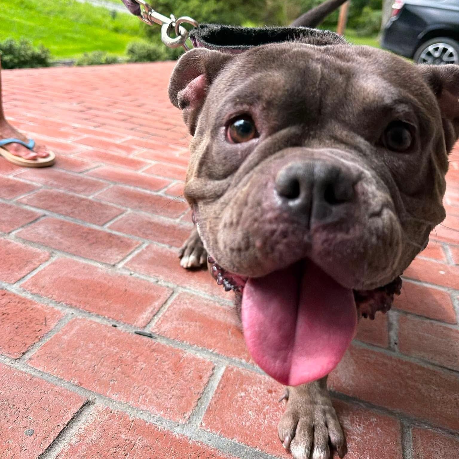 Blueberry, a ADOPTABLE mixed breed in Stamford, CT image 5/6