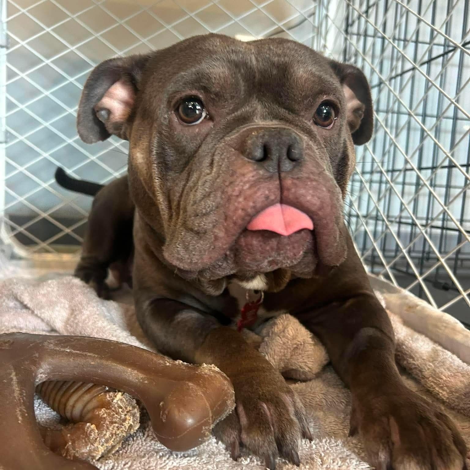 Blueberry, a ADOPTABLE mixed breed in Stamford, CT image 4/6