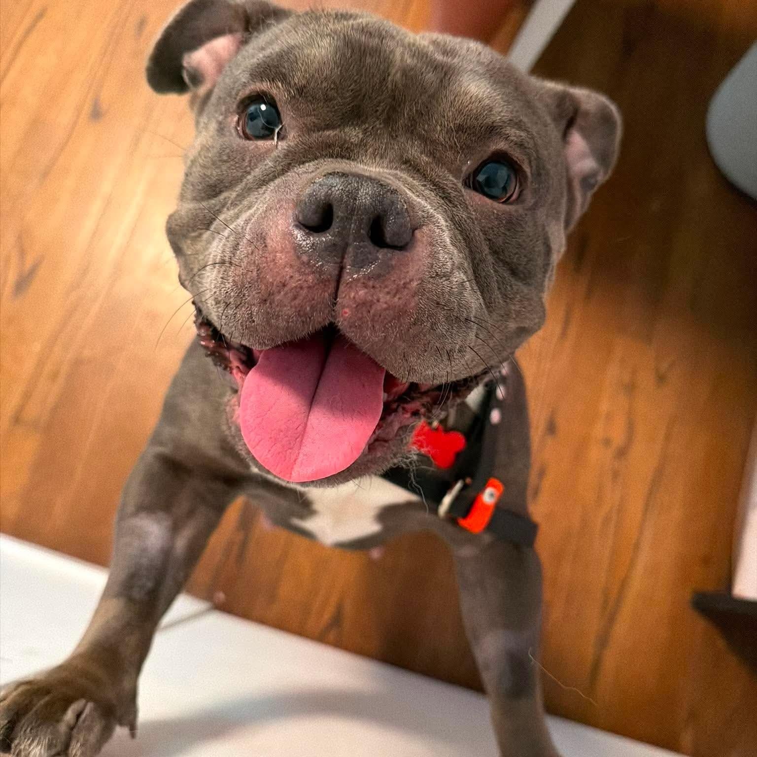 Blueberry, ADOPTABLE, Adult Female English Bulldog.