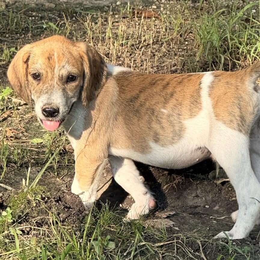 Rufus Office, Adoptable, Young Male Plott Hound & Mixed Breed.