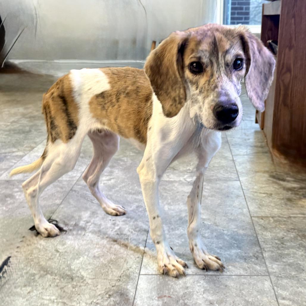 Enlarge Rufus Office, a Adoptable mixed breed in Union, MO image 2/6