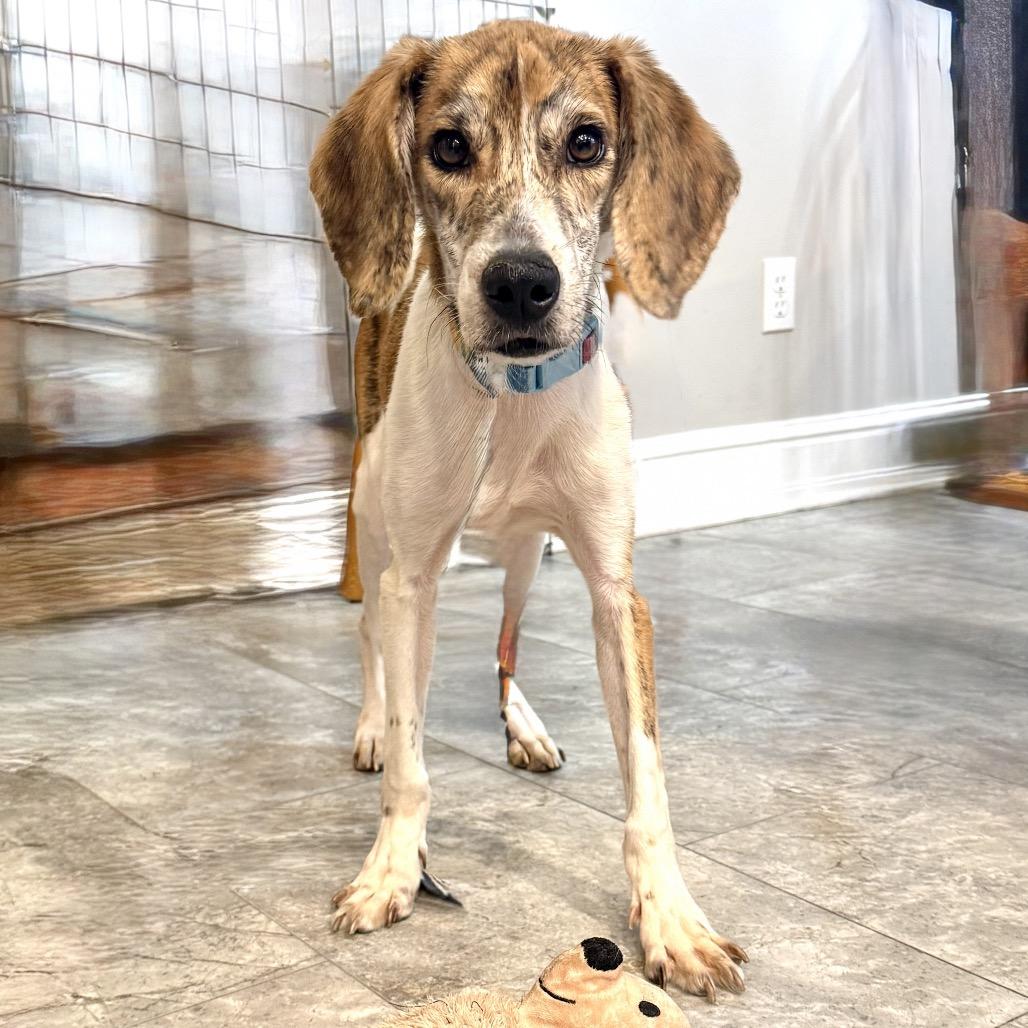 Enlarge Rufus Office, a Adoptable mixed breed in Union, MO image 3/6