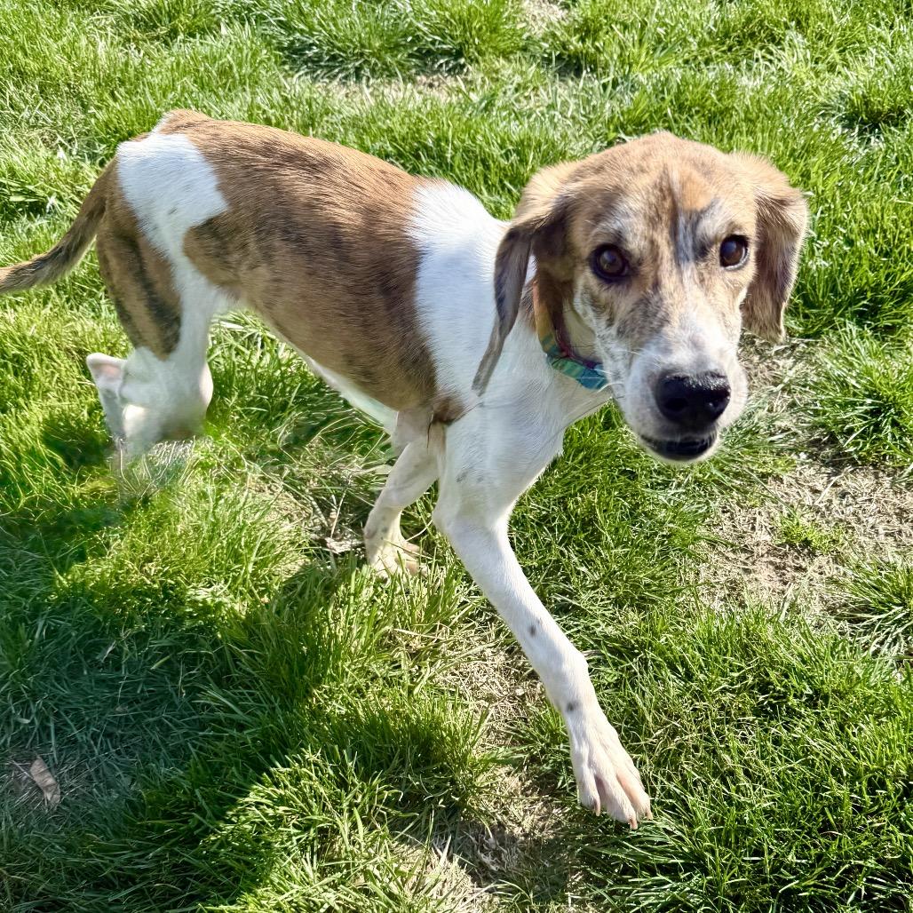 Enlarge Rufus Office, a Adoptable mixed breed in Union, MO image 4/6