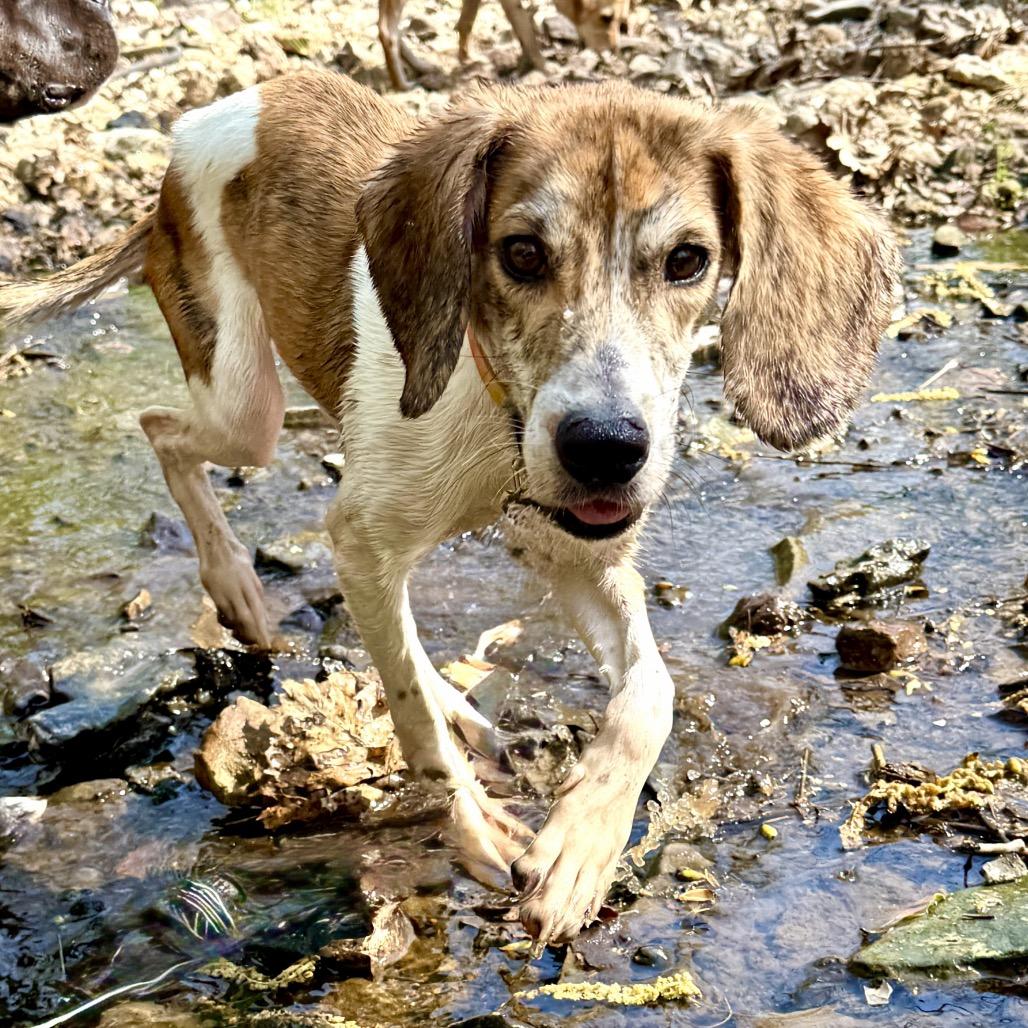 Enlarge Rufus Office, a Adoptable mixed breed in Union, MO image 5/6