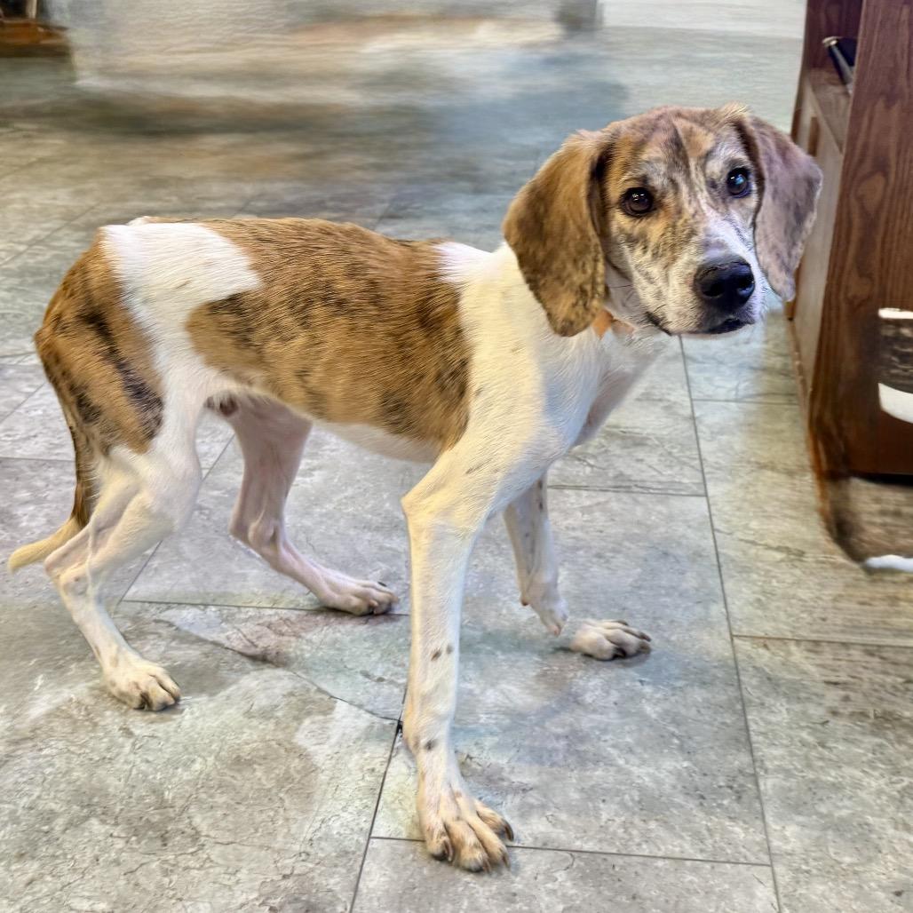 Enlarge Rufus Office, a Adoptable mixed breed in Union, MO image 6/6