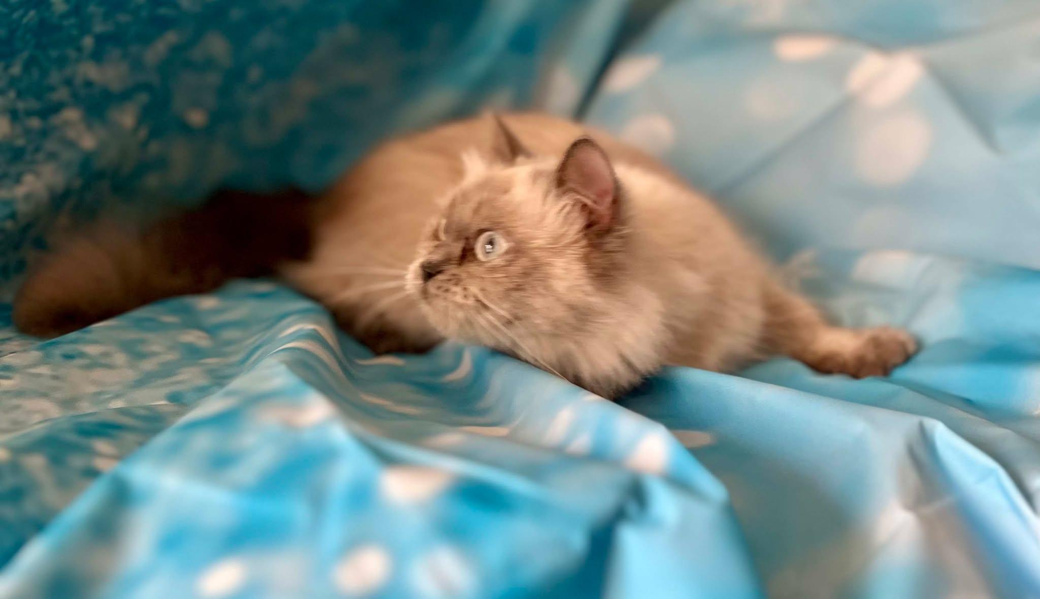 Enlarge Ocean, an adopted Himalayan in Ennis, TX image 3/4