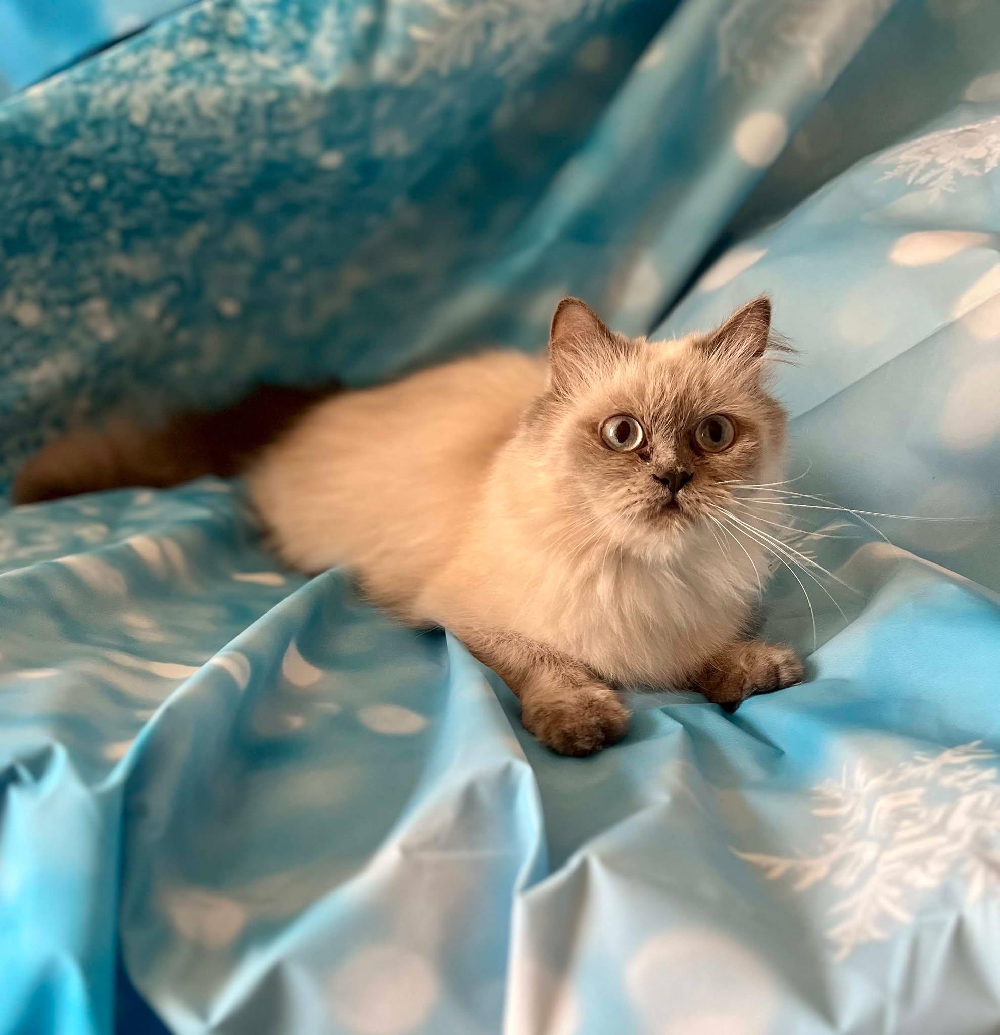 Enlarge Ocean, an adopted Himalayan in Ennis, TX image 1/4