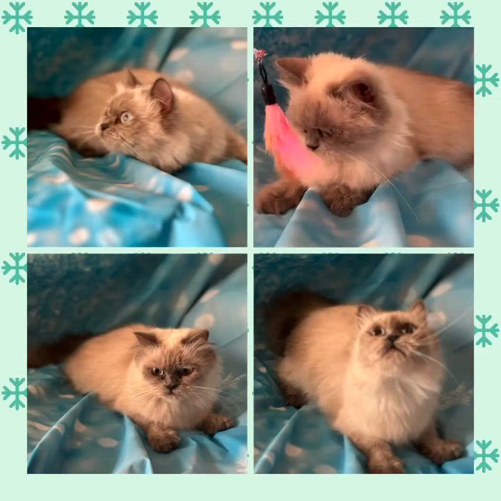 Enlarge Ocean, an adopted Himalayan in Ennis, TX video 2/4