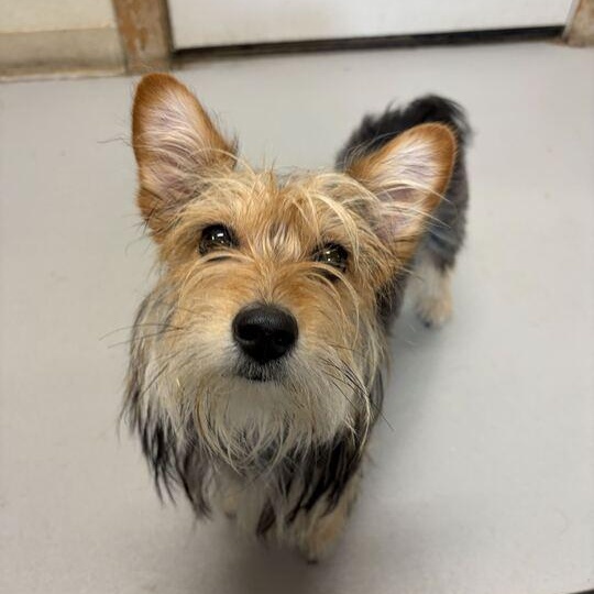 Enlarge Sophie, an adoption pending mixed breed in Driggs, ID image 3/4