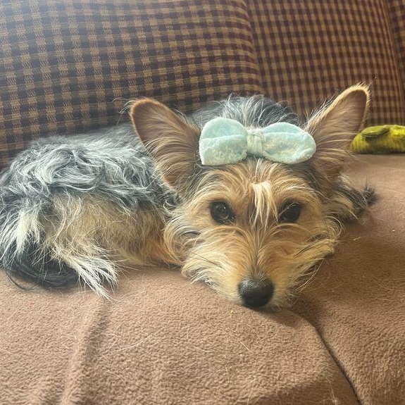 Enlarge Sophie, an adoption pending mixed breed in Driggs, ID image 2/4