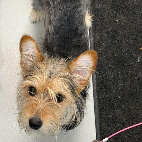 Enlarge Sophie, an adoption pending mixed breed in Driggs, ID image 4/4