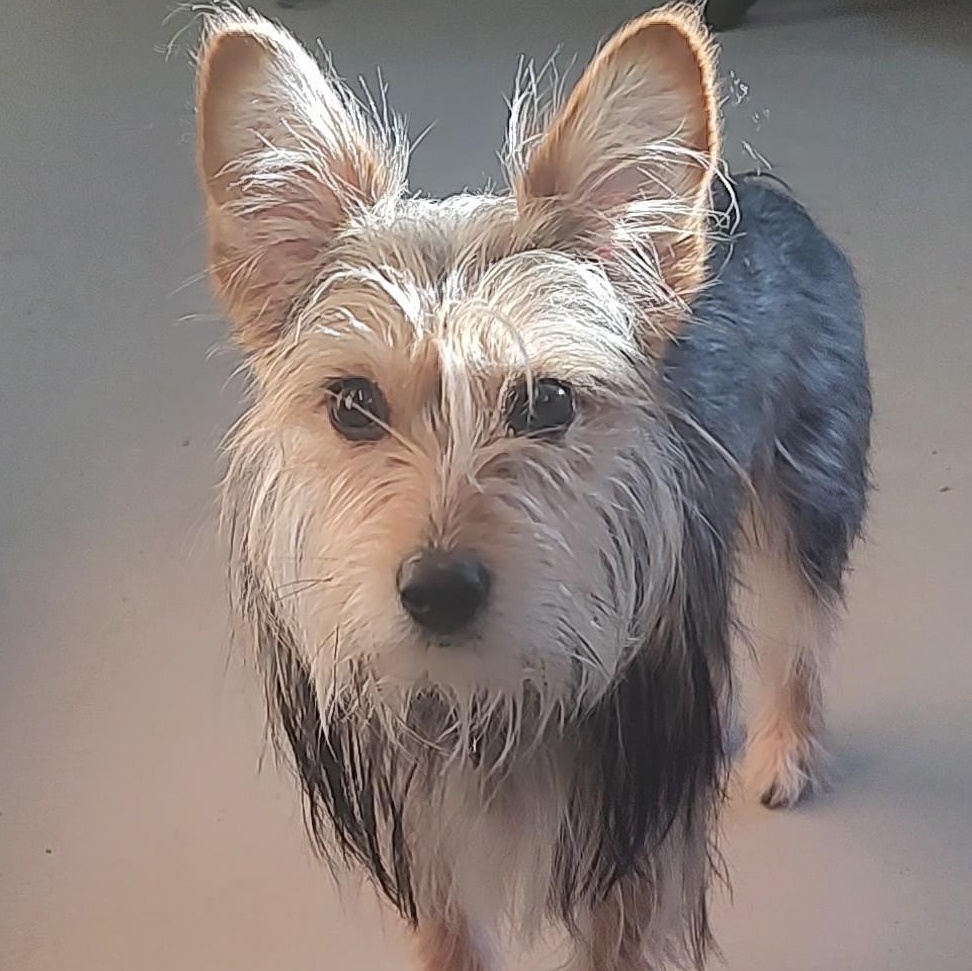 Sophie, ADOPTABLE, Puppy Female Yorkshire Terrier & Coonhound.